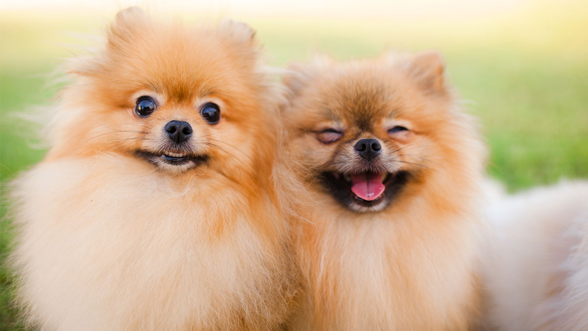 Conseil Vétérinaire - Blog - Connaissez-vous bien le fonctionnement de l' arthrose sur votre chien ?
