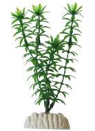 Plante 15Cm Ap-012 Elod&eacute;e