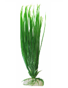 Plante 20Cm Ap-016 Hairgrass/Canche