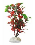 Plante 25 cm Ap-015 Ludwigia Red Plante 25 cm Ap-015 Ludwigia Red