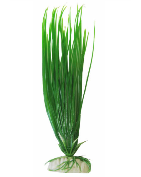 Plante 25Cm Ap-016 Hairgrass/Canche