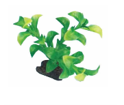 Plante 15Cm Ap-038 Elod&eacute;e