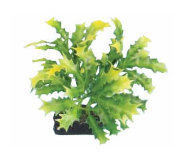 Plante 30 cm Ap-045