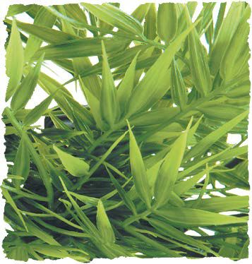 Grande Plante Plastique Madagascar Bambou Grande Plante Plastique Madagascar Bambou