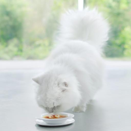 Purina Gourmet Crystal Soupe Thon & Anchois, Chat